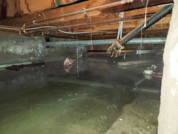 Best Water damage cleanup near me  in Pekin, IL